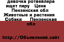 девочка ротвейлера ищет пару › Цена ­ 1 - Пензенская обл. Животные и растения » Собаки   . Пензенская обл.